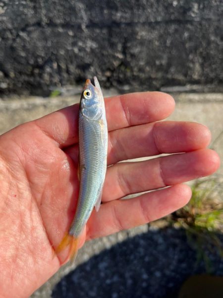 小ハスからのニゴイング