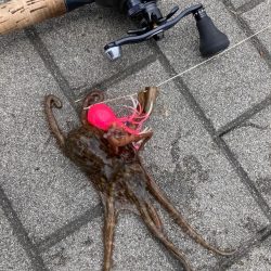 昼蛸散歩。何とか新子1杯。。