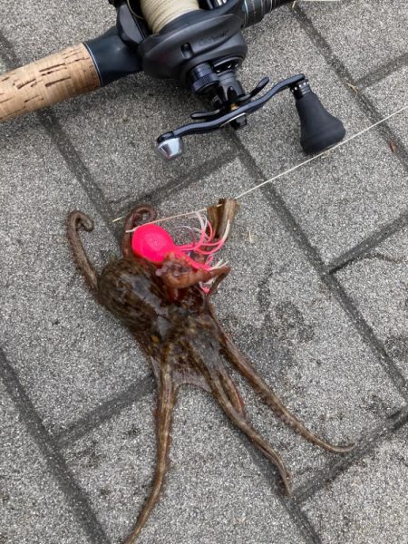 昼蛸散歩。何とか新子1杯。。