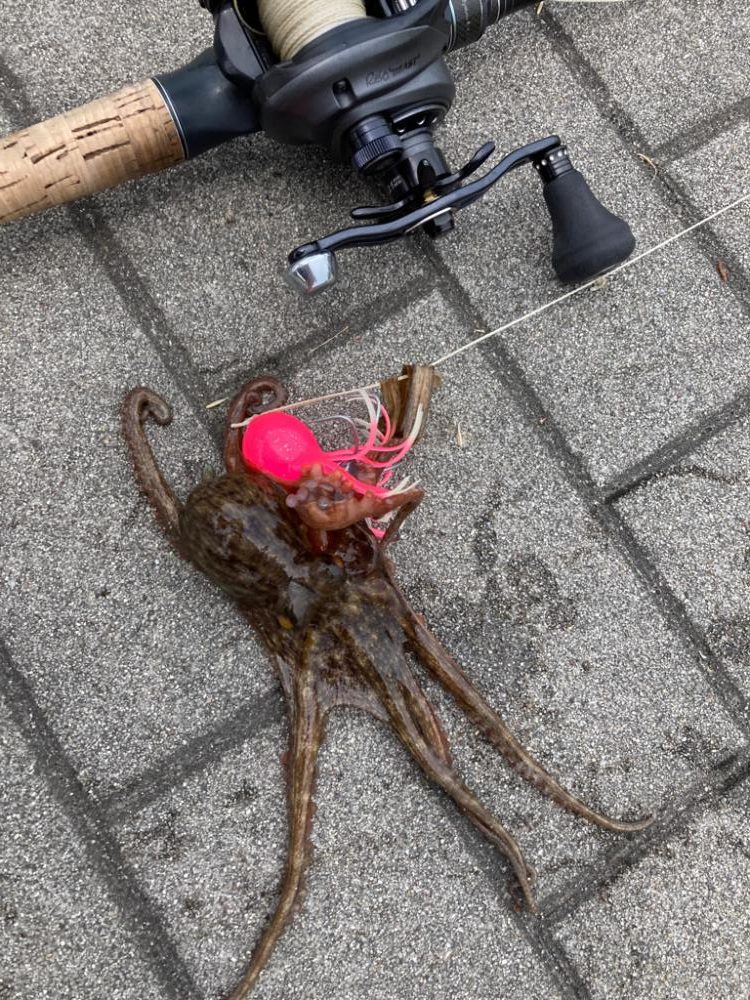 昼蛸散歩。何とか新子1杯。。