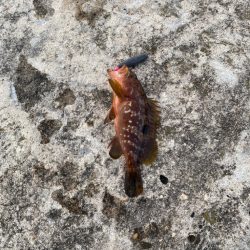 カサゴ、キジハタ