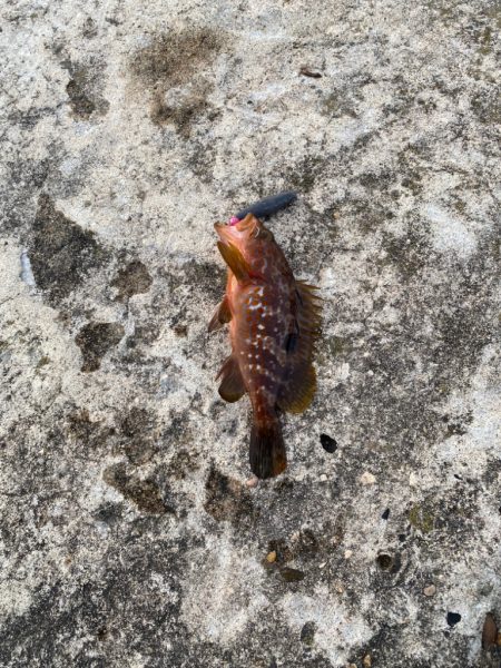 カサゴ、キジハタ