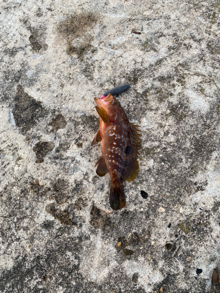 カサゴ、キジハタ