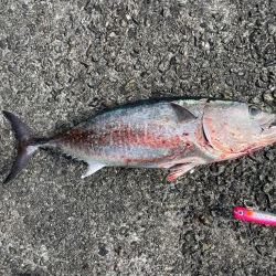 やっと出ました