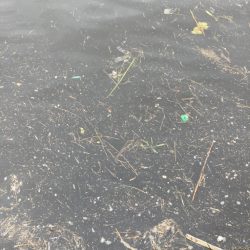 雨上がり午後に二刀流。新子マダコ1杯。。