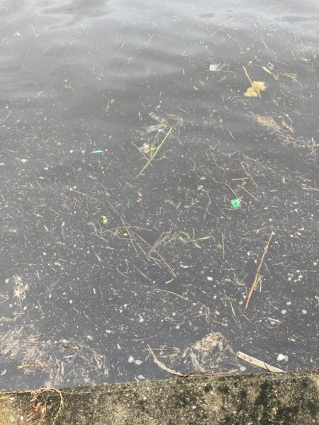 雨上がり午後に二刀流。新子マダコ1杯。。