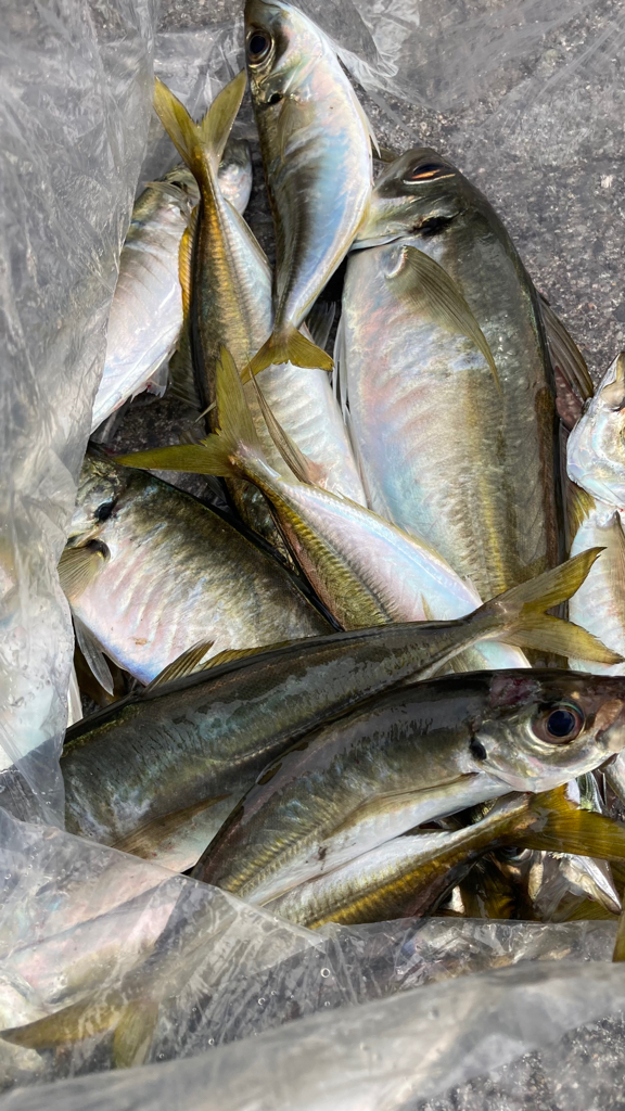 早朝から大鯵狙い