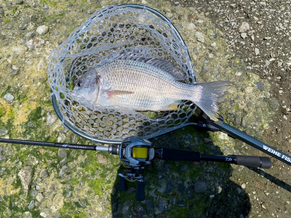 チニング 淀川 夏爆までもう少し