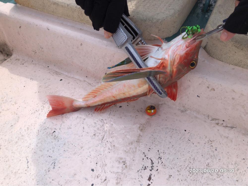 6/20 伊島沖タイラバ&ジギング