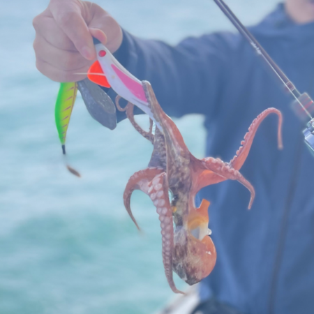 タコ/エギタコす