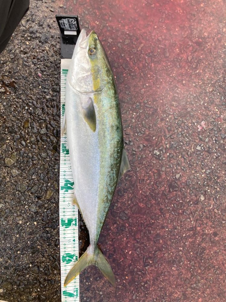 台風後はどうなん？