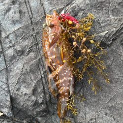 ライトゲーム新規開拓