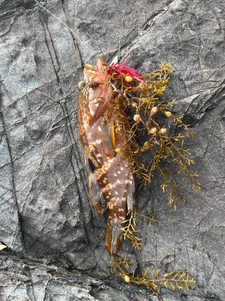 ライトゲーム新規開拓