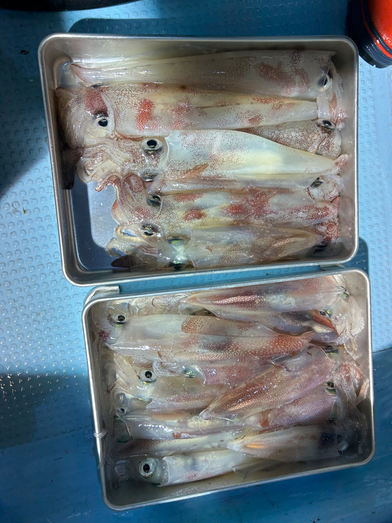 ケンサキイカ！