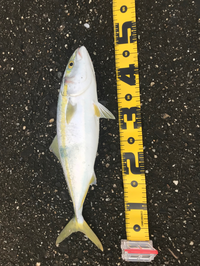 初青物inショア