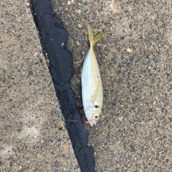 今年初の柏崎で釣行