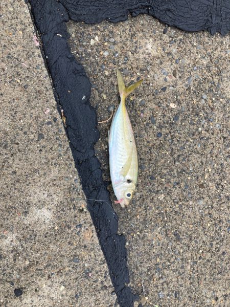 今年初の柏崎で釣行