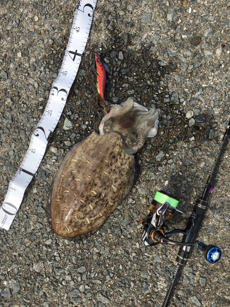 波止から磯へとランガン釣行