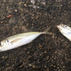 遠いアオリイカ 2