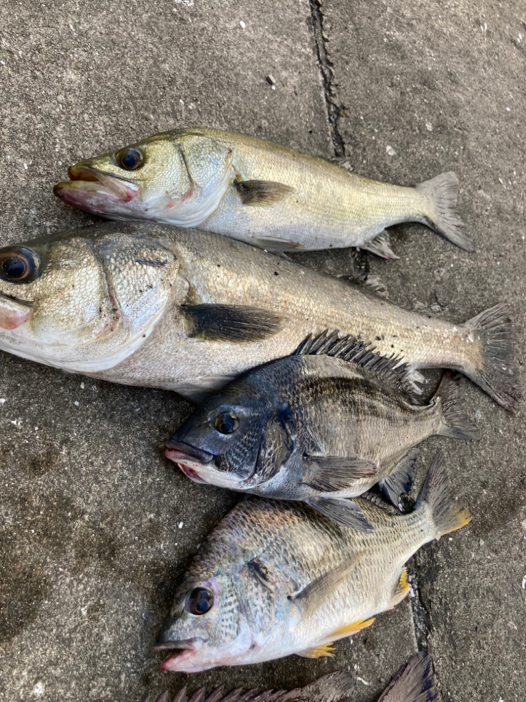大潮のポカポカ陽気日にエビ撒き好調!
