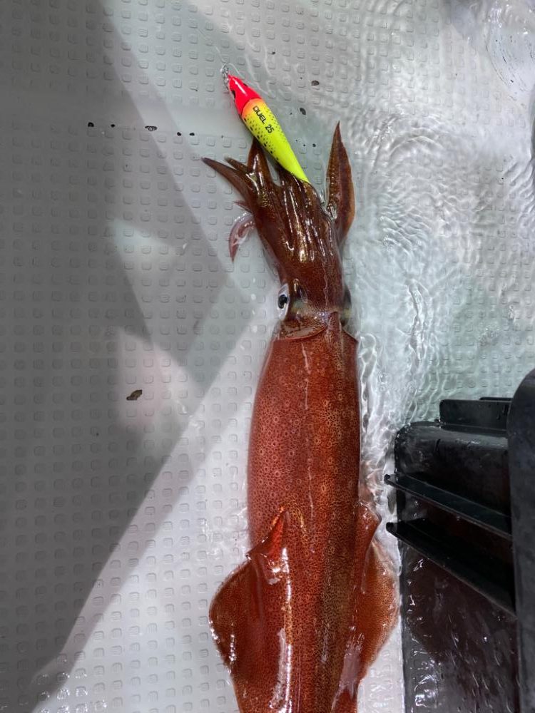 日本海でケンサキイカ