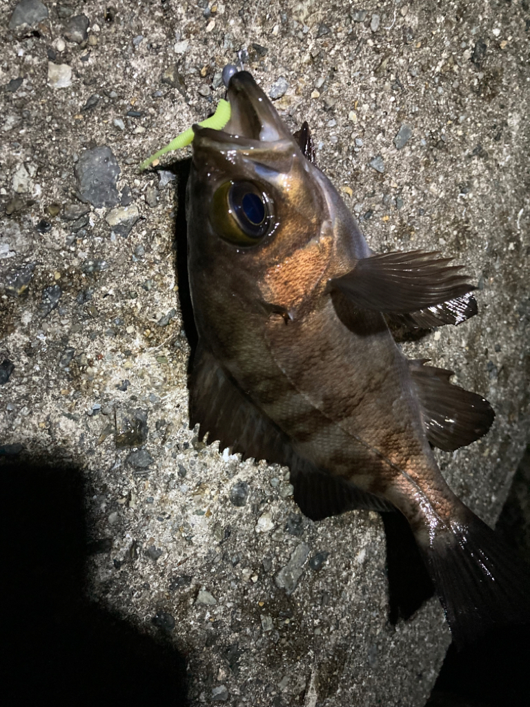 シーバス・メバル