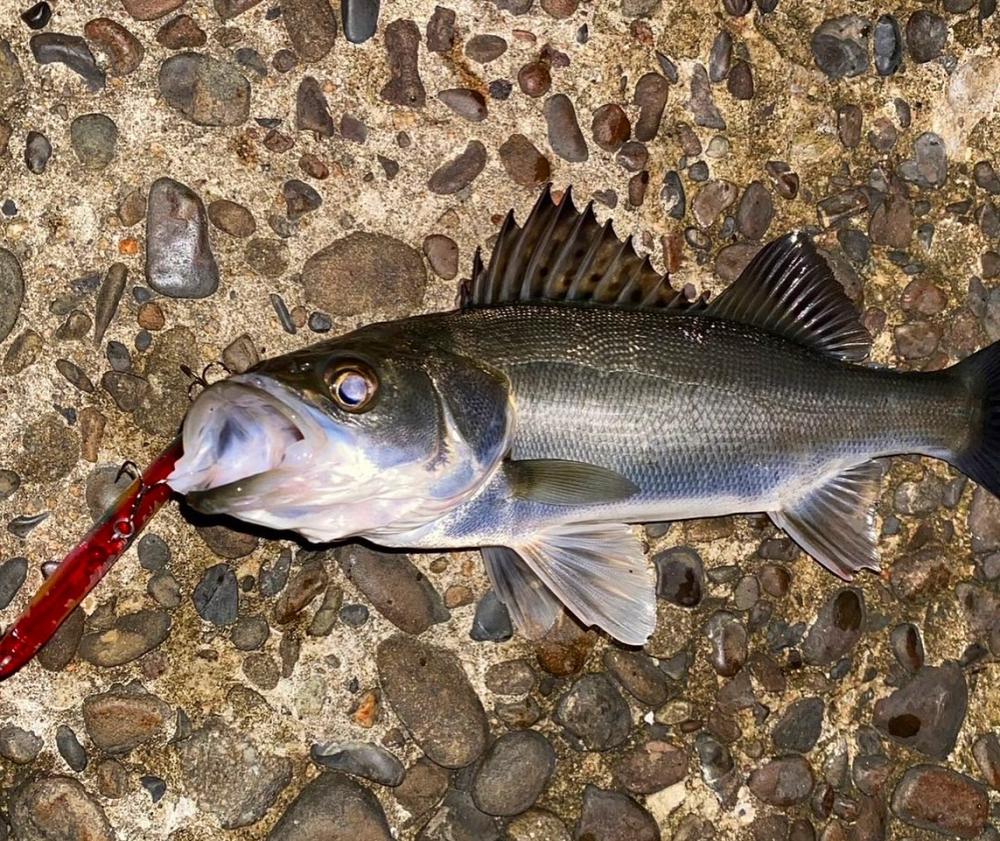 茶色の海シーバス