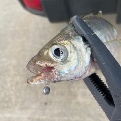 デイアジング🎣💕