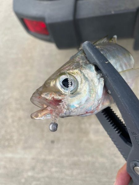 デイアジング🎣💕