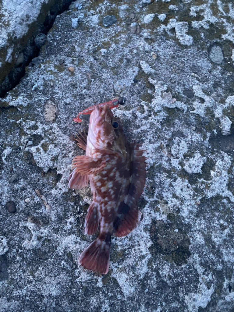 カサゴ　キジハタ