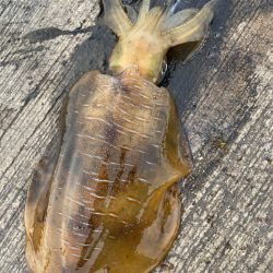 ヤエンシーズン終了？