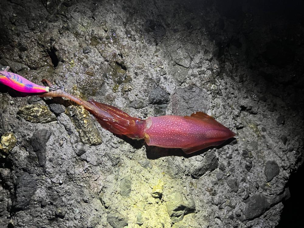 ナイトエギング