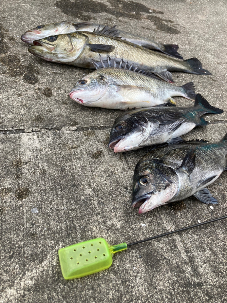 魚の活性高いです