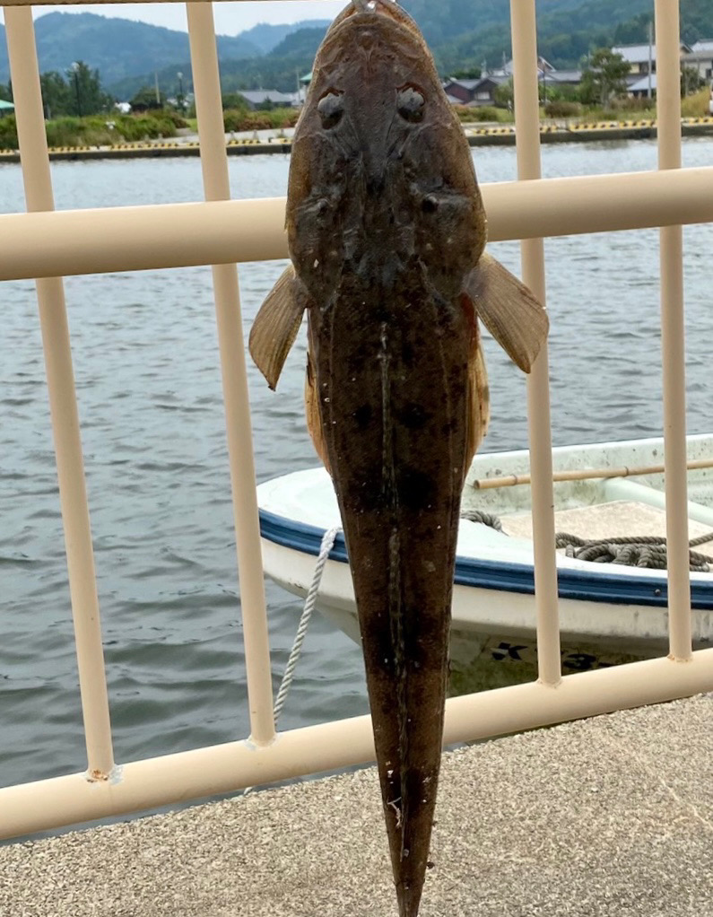 今日も今日とて