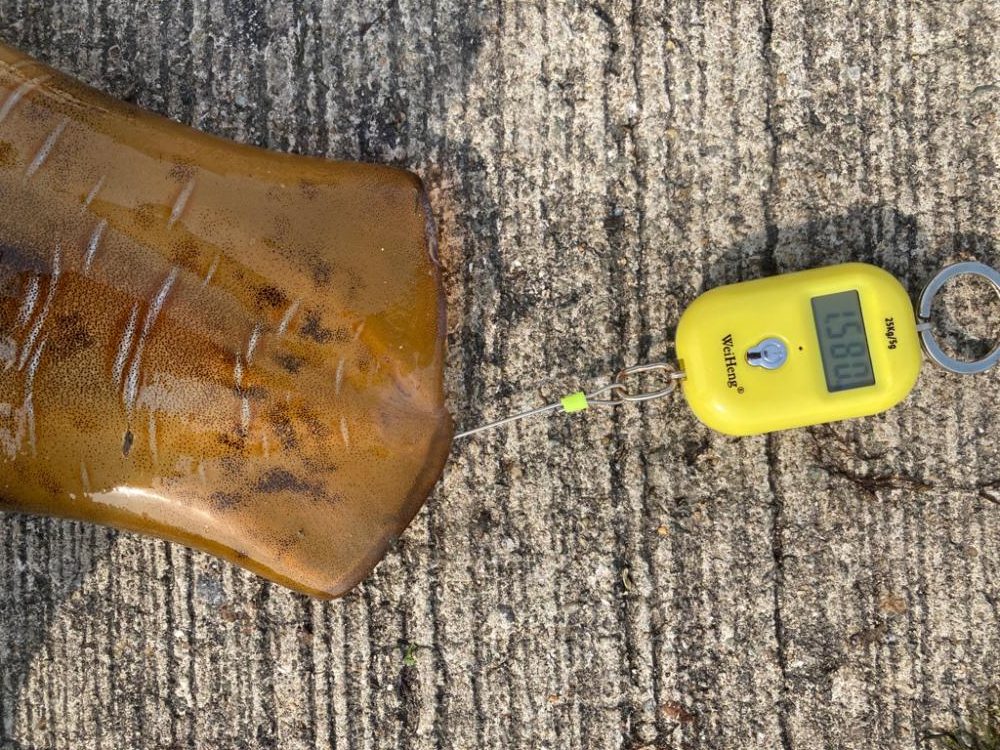 アオリイカ終盤戦