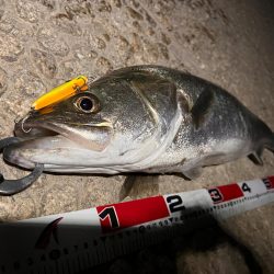 銀ピカファイター