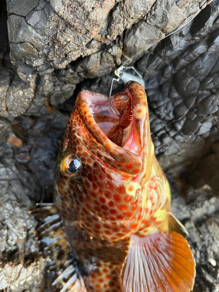 プチ遠征ロックフィッシュ