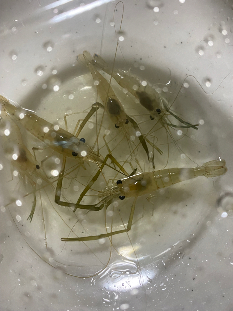 テナガエビ