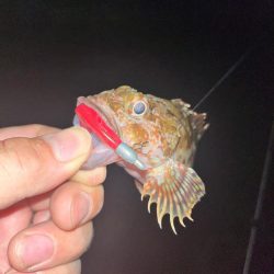 夜ライトゲーム