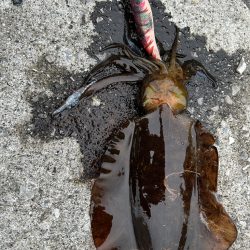 春イカ後半戦！！