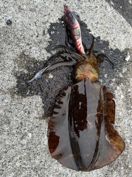 春イカ後半戦！！