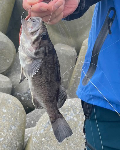 道南、ロックフィッシュ