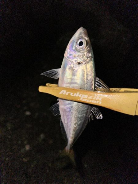 大雨後のライトゲーム