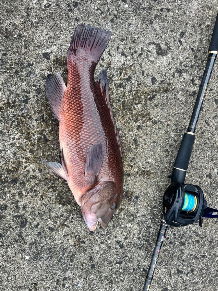 炎天下の中の化け物狙い