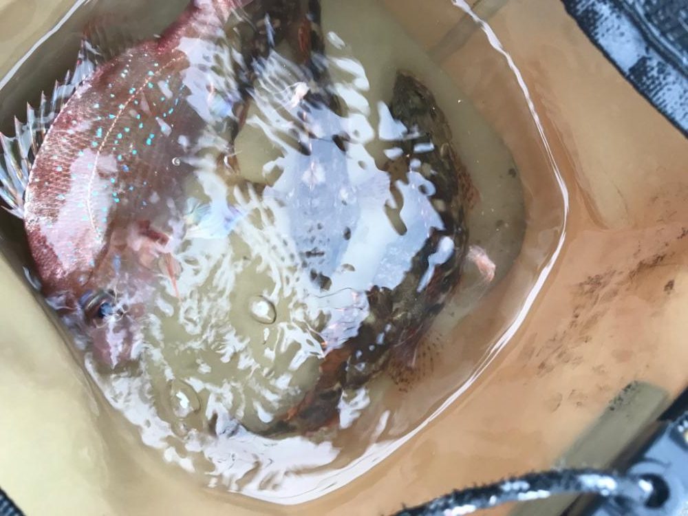 ガシラリベンジ！