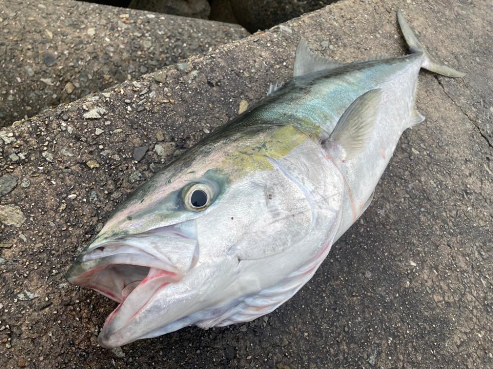 ブリ!!2023ライトゲーム第22戦