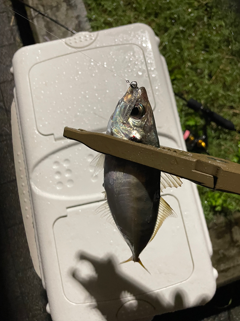 ジグ単de…アジング♪浮遊物ワールド