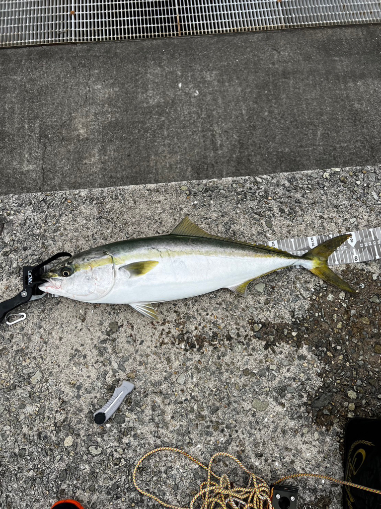 幻の初ギリギリブリ