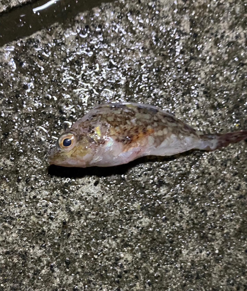 ガシラパターン