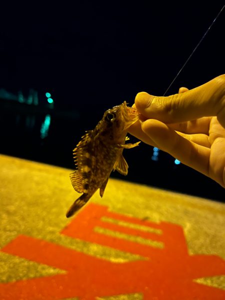 メバリング調査